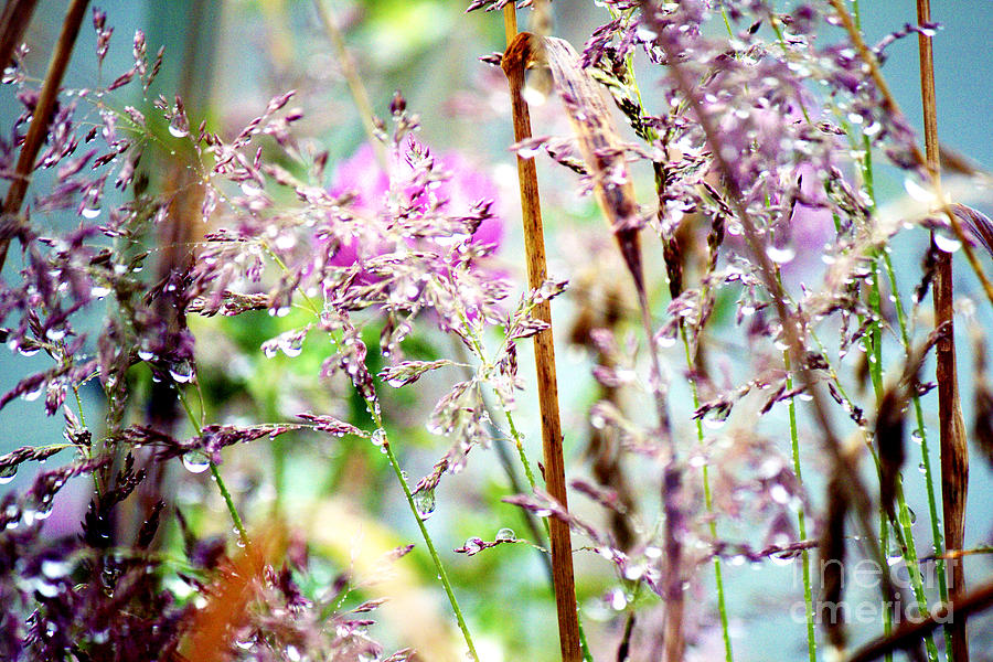 Spring Rain Grasses Photograph