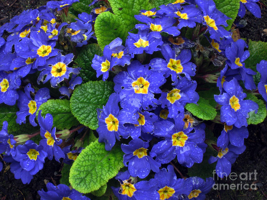 Spring Rain on Blue Primroses Photograph by Ellen Miffitt