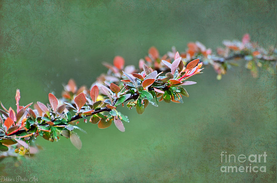 Spring Raindrops on Leaves Photograph by Debbie Portwood - Fine Art America