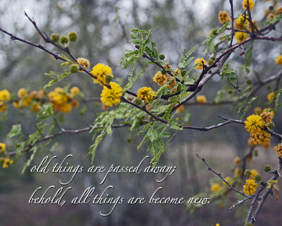 Spring Rebirth with verse Photograph by Cheri Randolph