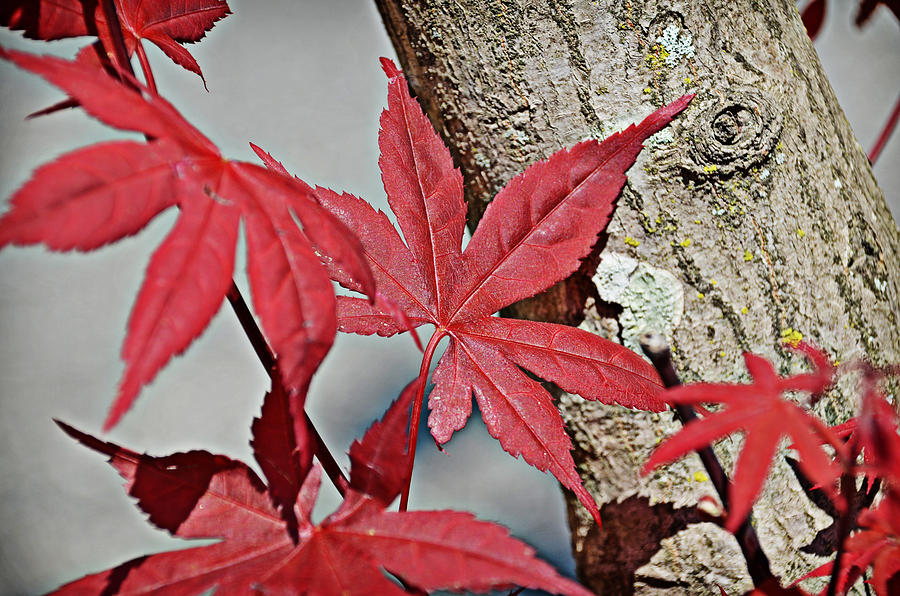 Spring Red Photograph by Linda Brown