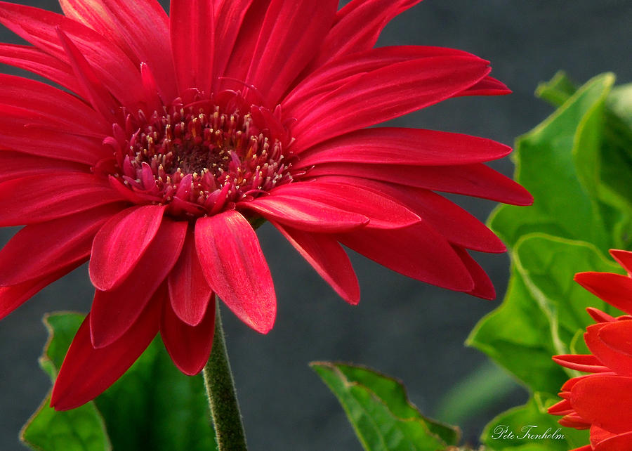 Spring Red Photograph by Pete Trenholm