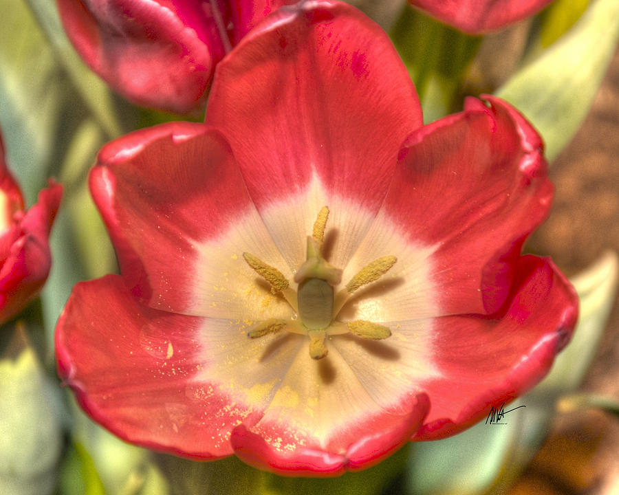 Spring Red Tulip Photograph by Mark Valentine