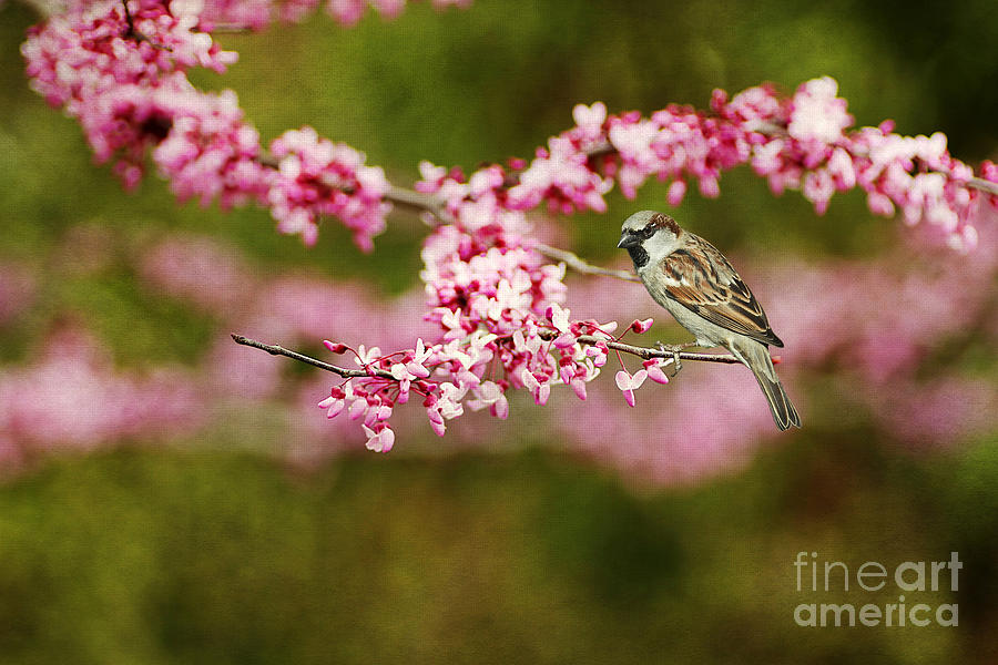 Spring Redbud Photograph by Darren Fisher