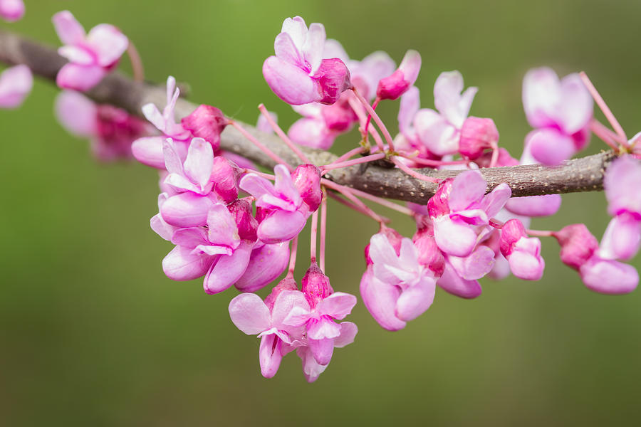 Spring Redbud Tree Branch Photograph by Lindley Johnson