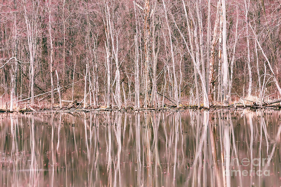 Spring Reflections Photograph by Mary Lou Chmura