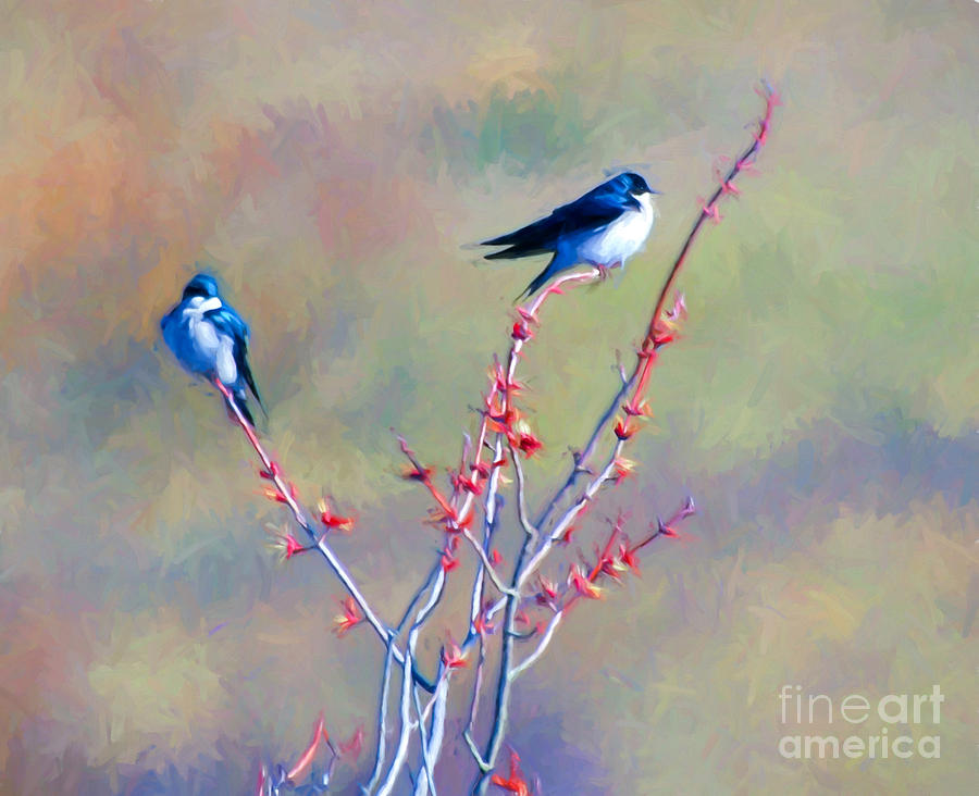 Spring Rendezvous - Bird Art Photograph by Kerri Farley