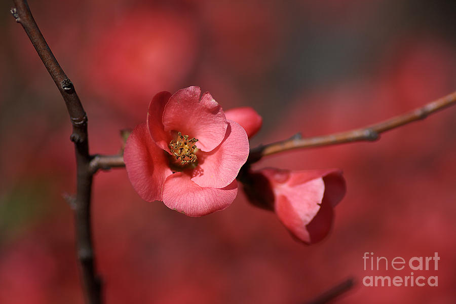Spring Photograph - Spring Richness - Flowering Quince by Joy Watson