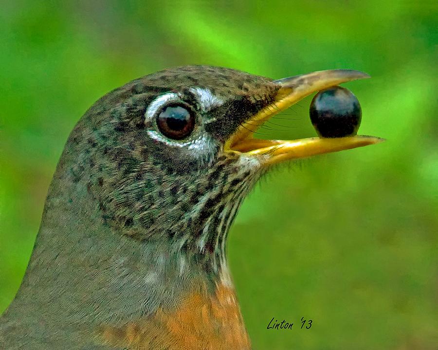 Spring Robin 2  Photograph by Larry Linton