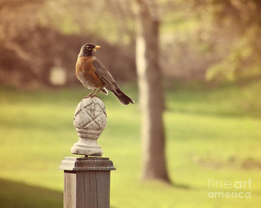 Robin Photograph - Spring Robin by Emily Kelley