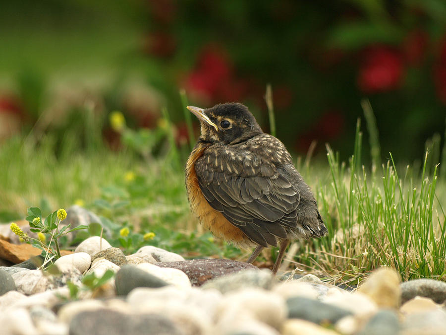 Spring Robin Photograph by James Peterson