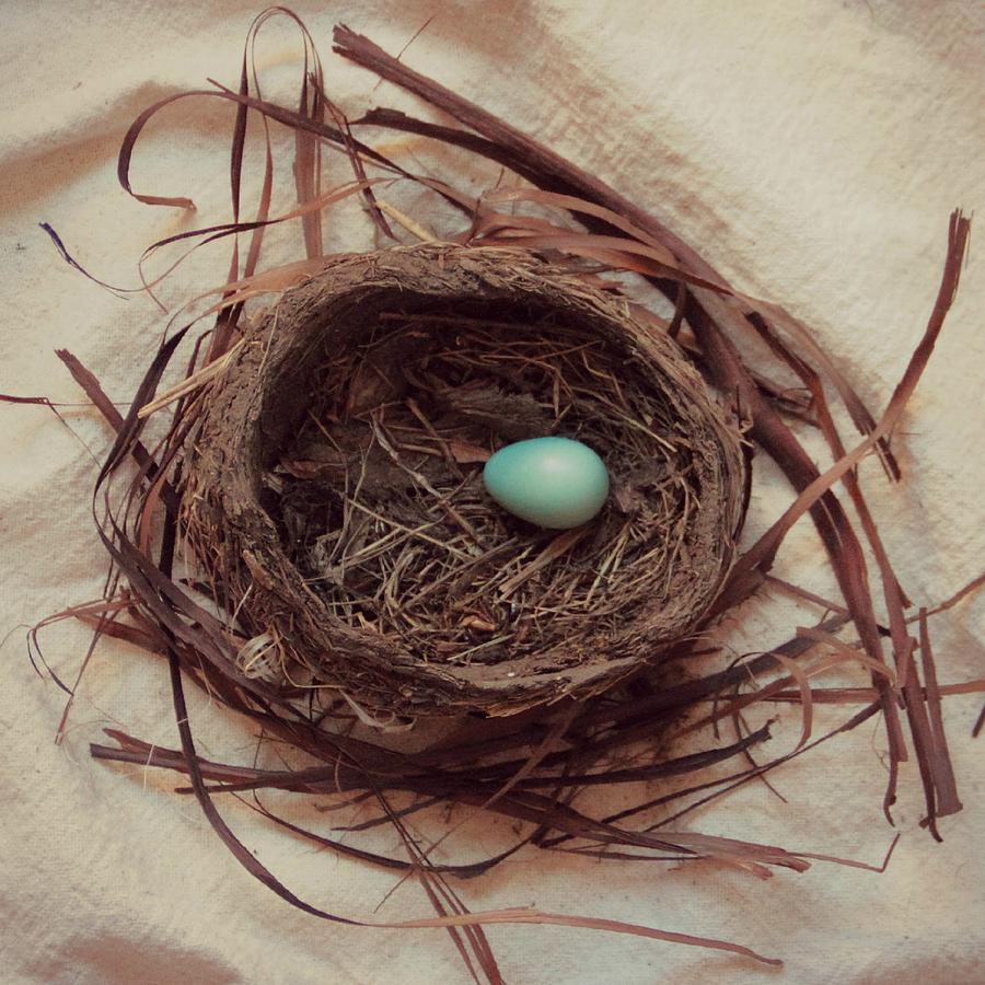 Spring Photograph - Spring Robins Nest by Tammy Franck