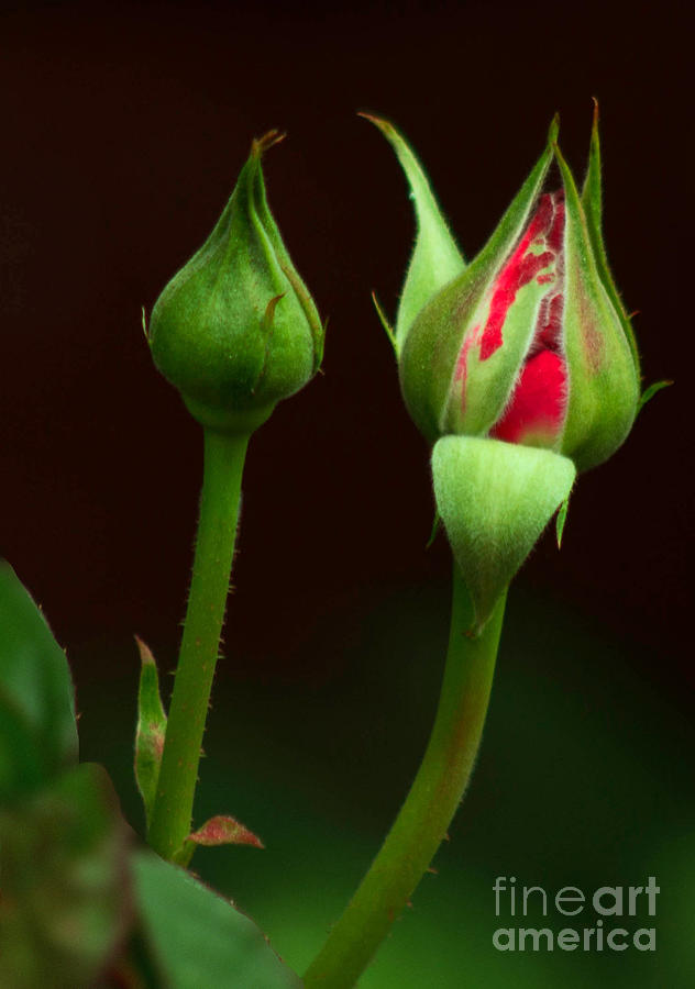 Spring Rose Bud Photograph by Ron Roberts