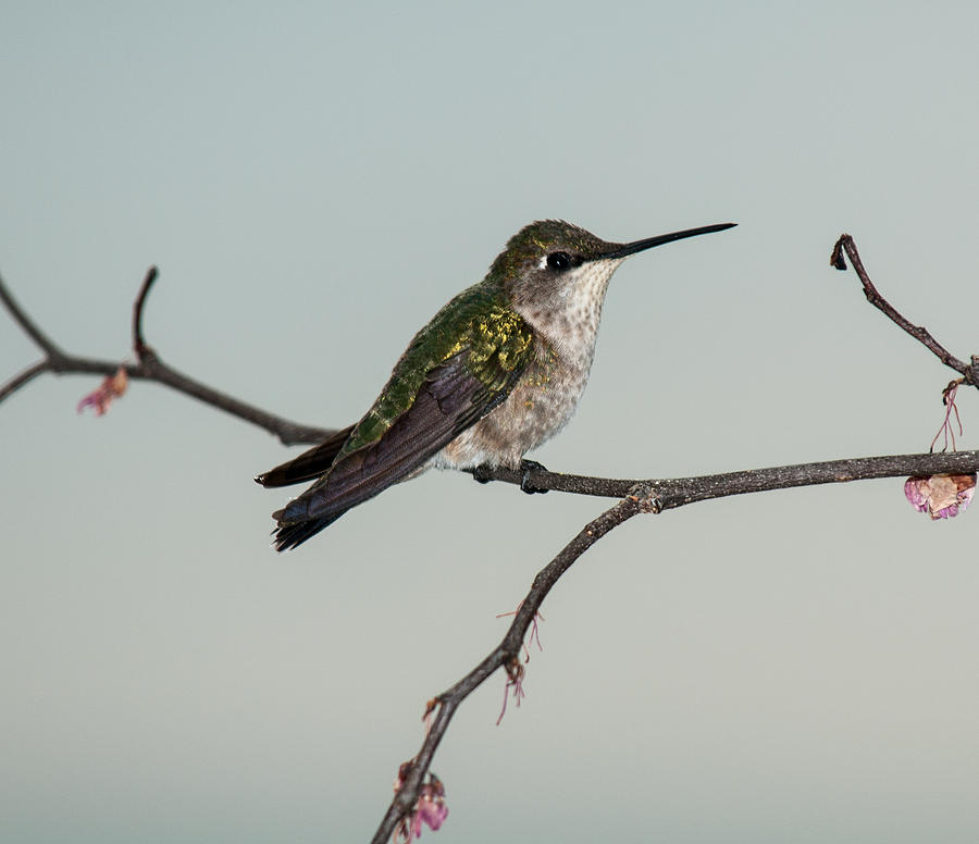 Hummingbird Photograph - Spring Ruby Throated Hummingbird 2014 1 by Lara Ellis