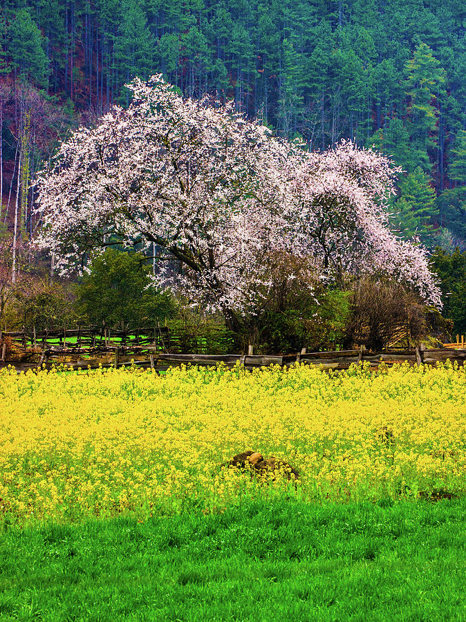 Spring Scenery In Bome, Tibet Photograph by Feng Wei Photography