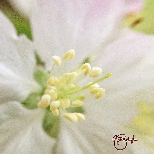 Spring Photograph - Spring Shades by Gina ODonoghue