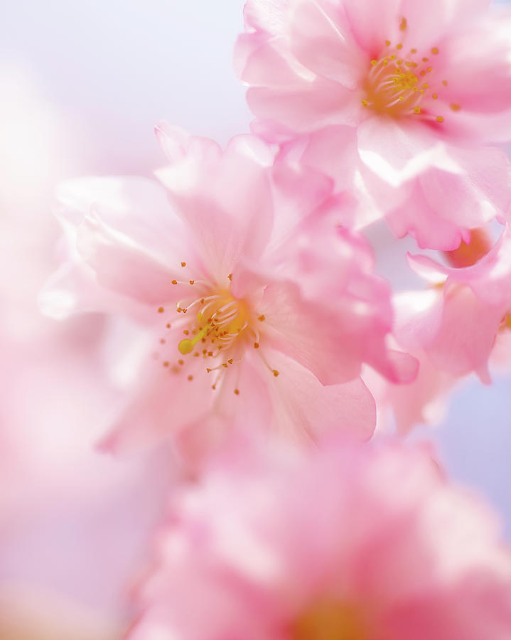 Spring Shine Photograph by Seiji Nakai