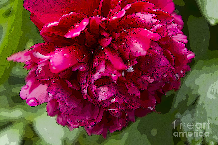 Spring Shower Peony 2 Photograph by Jeanette French