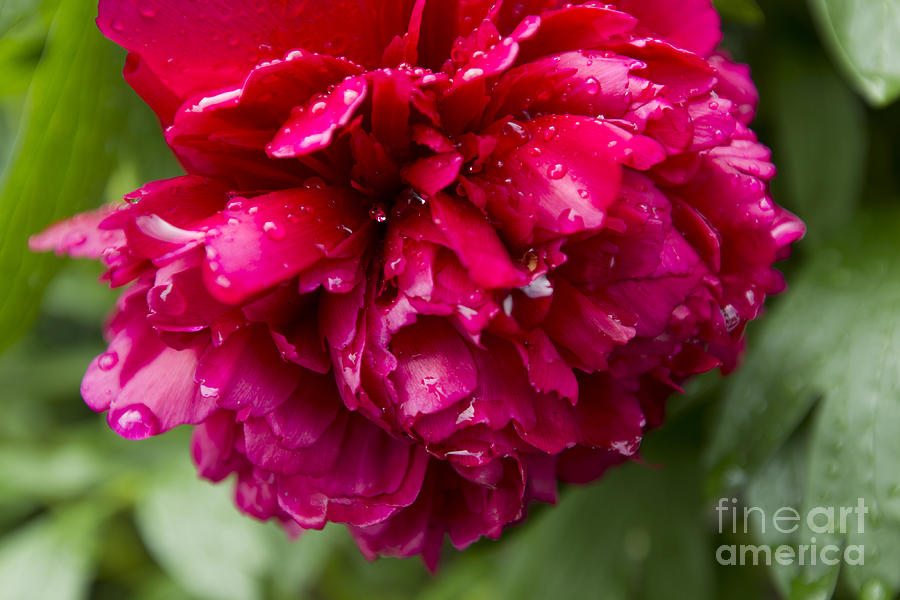 Spring Shower Peony Photograph by Jeanette French