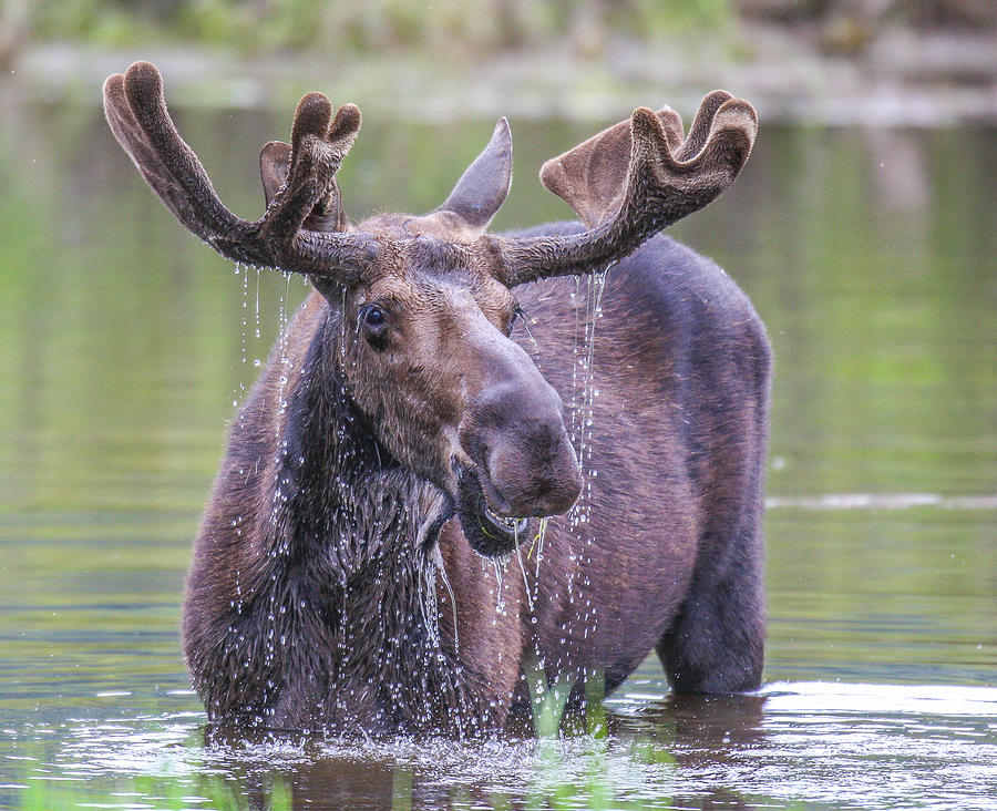 Moose Photograph - Spring Showers 6-23 by Kevin Dietrich
