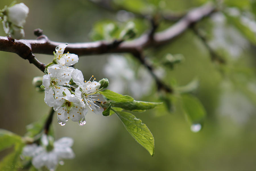 Spring showers Photograph by Kim Mobley