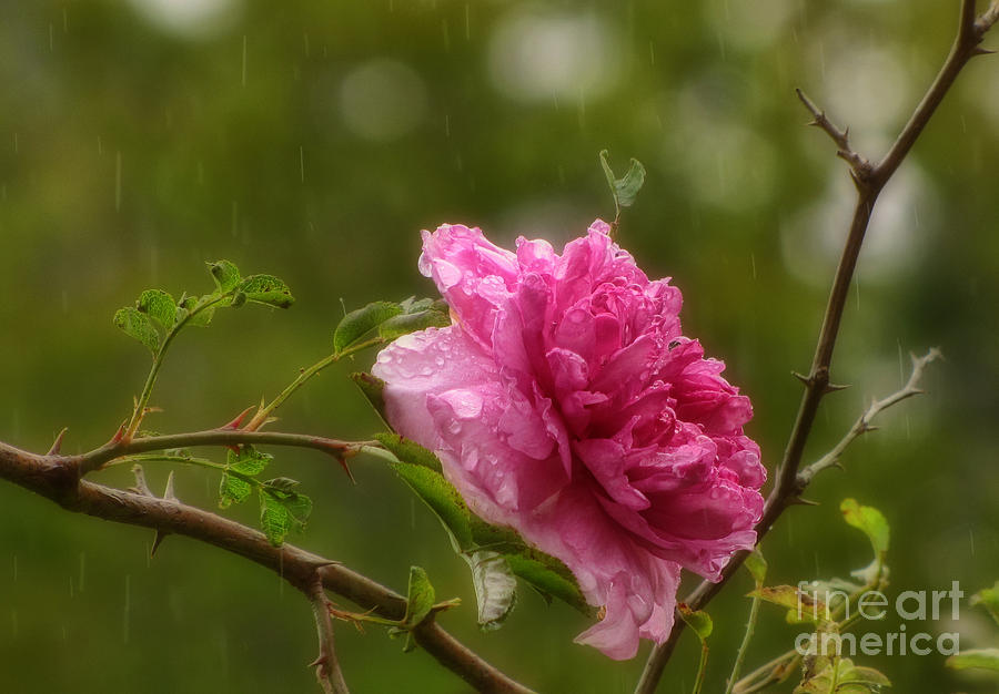 Nature Photograph - Spring Showers by Peggy Hughes