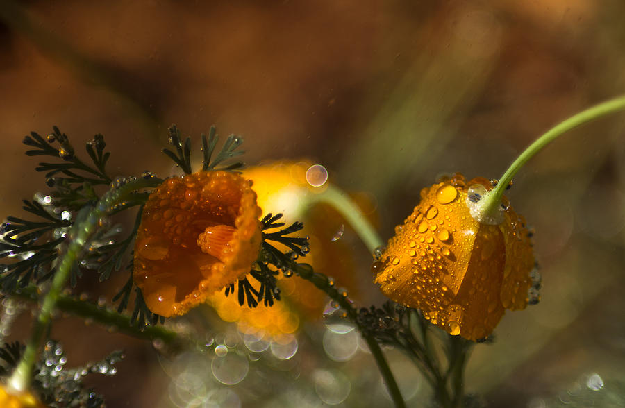 Spring Showers Photograph by Tracy Thomas