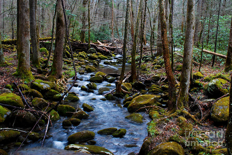 Spring Smoky Mountain Stream  Photograph by Nancy Mueller