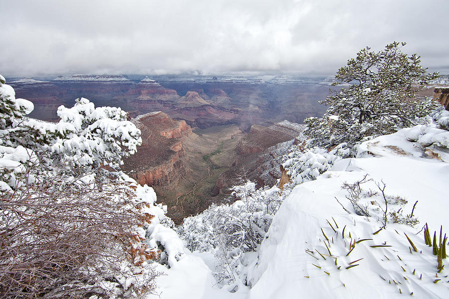 Spring Snow at the Grand Canyon Photograph by Natural Focal Point Photography