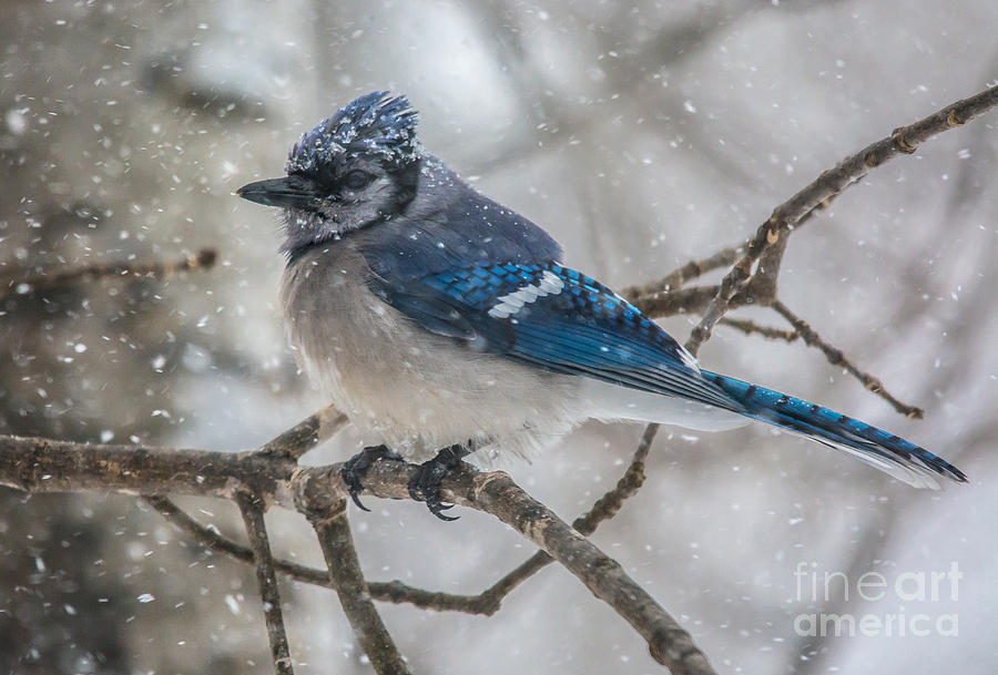 Spring Snow BlueJay Photograph by Cheryl Baxter