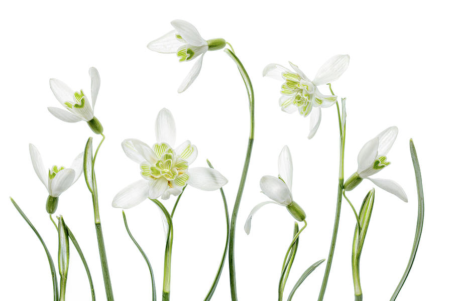 Spring Snowdrops Photograph by Mandy Disher