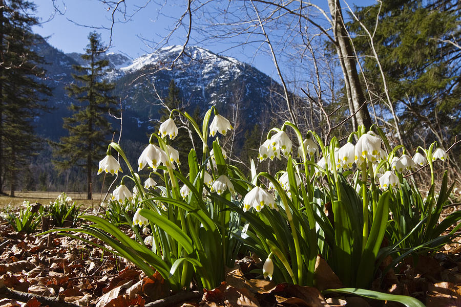 Spring Snowflake Flowers Bavaria Photograph by Konrad Wothe
