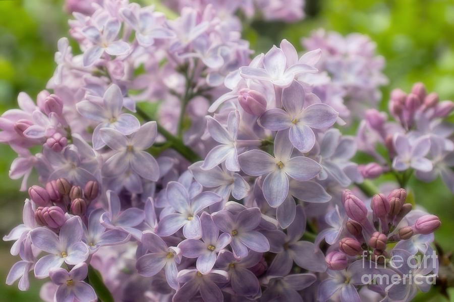 Spring Soft Photograph by Peggy Hughes
