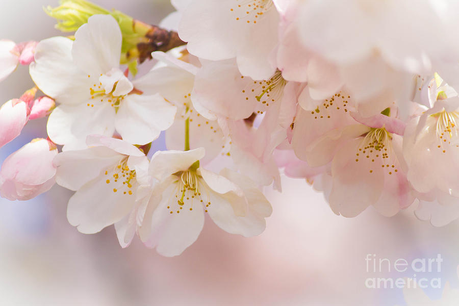 Spring Song Photograph by Patricia Babbitt