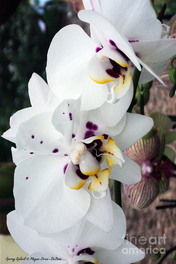Spring Splash Orchid Photograph by Megan Dirsa-DuBois