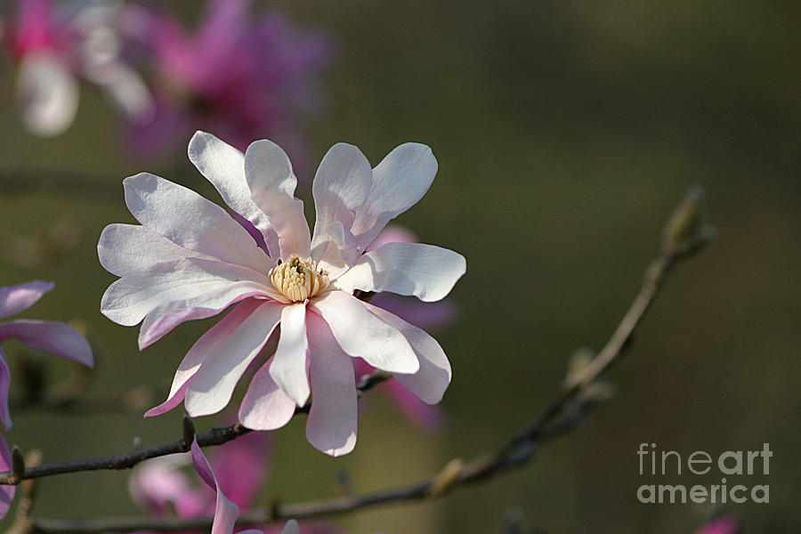 Magnolia Movie Photograph - Spring Splendor by Living Color Photography Lorraine Lynch