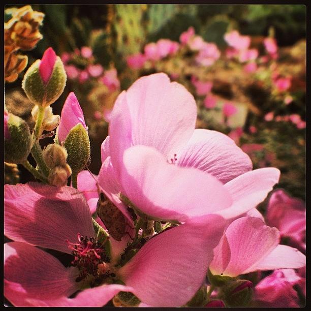 Nature Photograph - Spring, Sprung. #flower #flowers by Jenn Waite