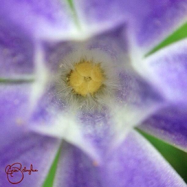 Nature Photograph - Spring Star by Gina ODonoghue