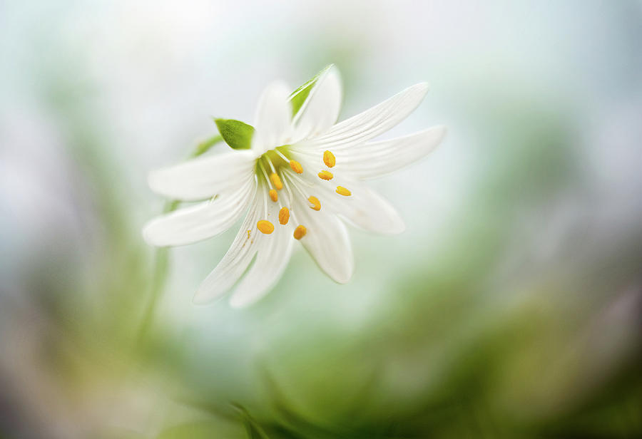 Flower Photograph - Spring Stitchwort by Mandy Disher