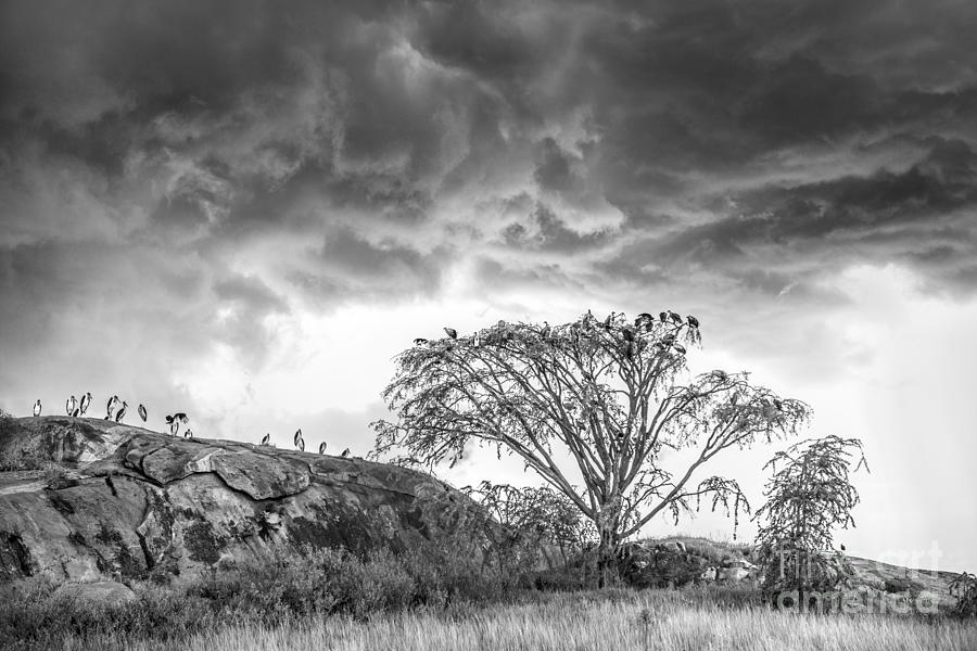 Spring Storm on the Serengeti Plain Photograph by Sandra Bronstein