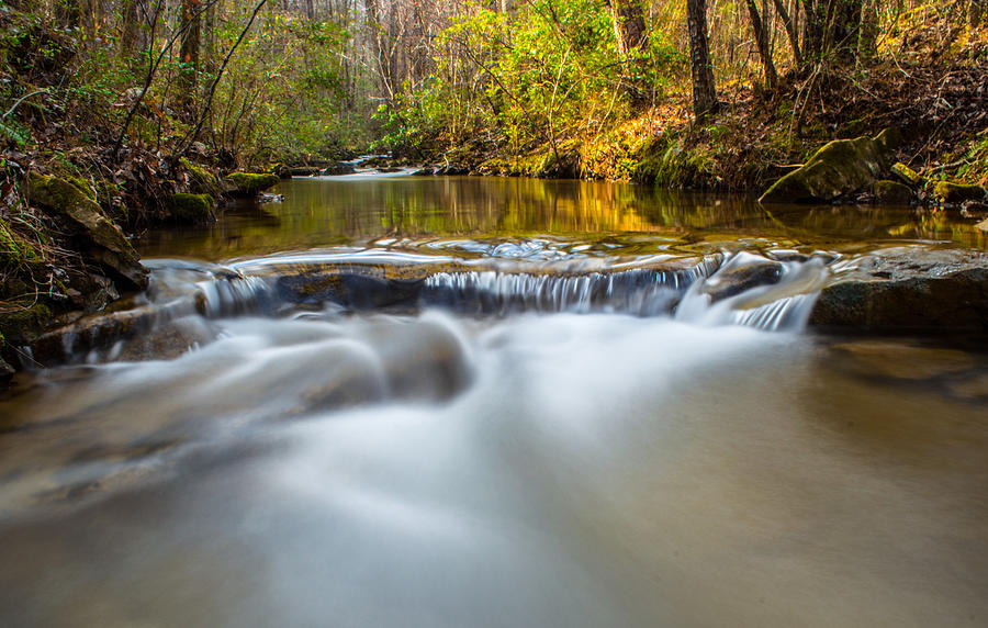Tree Photograph - Spring Stream by Parker Cunningham