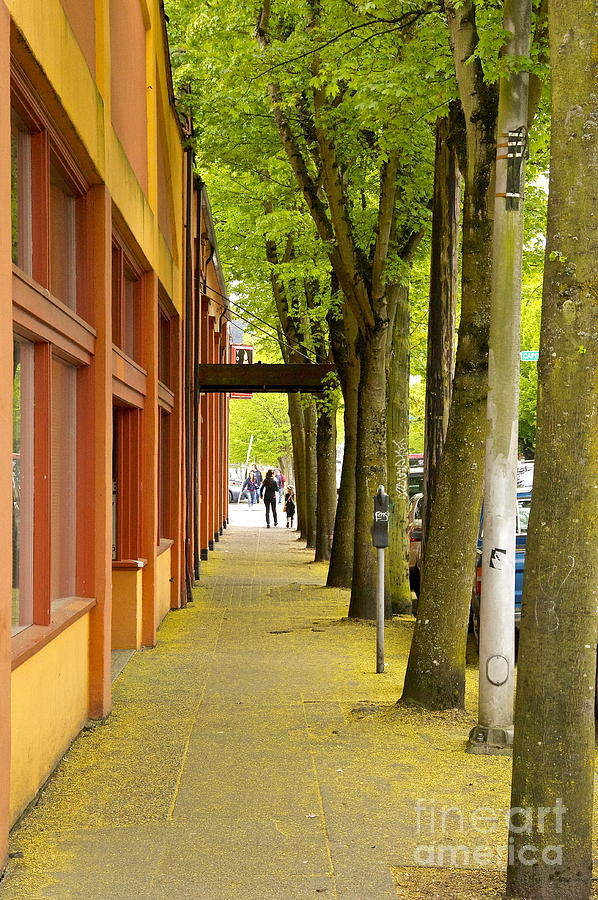 Tree Photograph - Spring Street Scene by Sean Griffin