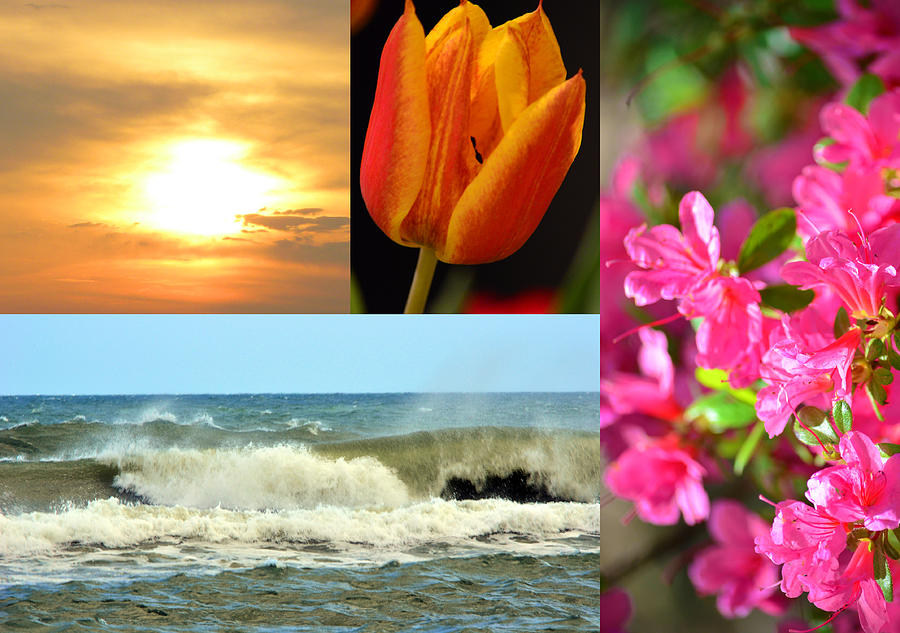 Nature Photograph - Spring Summer Collage by Sandi OReilly