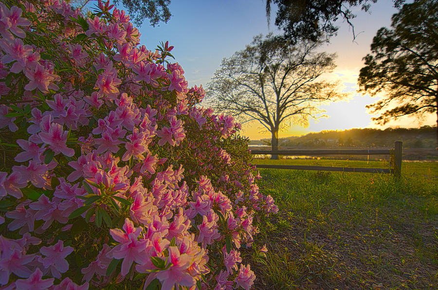 Landscape Photograph - Spring Sun Azaleas by John Henry Baird