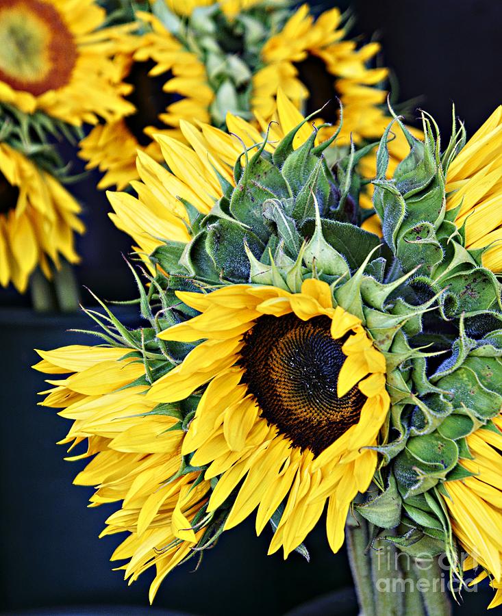 Spring Sunflowers Photograph by Lilliana Mendez