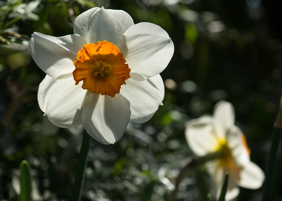 Spring Sunshine and Blooms Photograph by Georgia Mizuleva