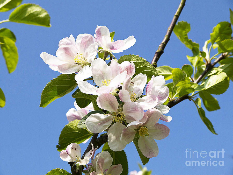 Blossom in the Spring Sunshine Photograph by Brenda Kean