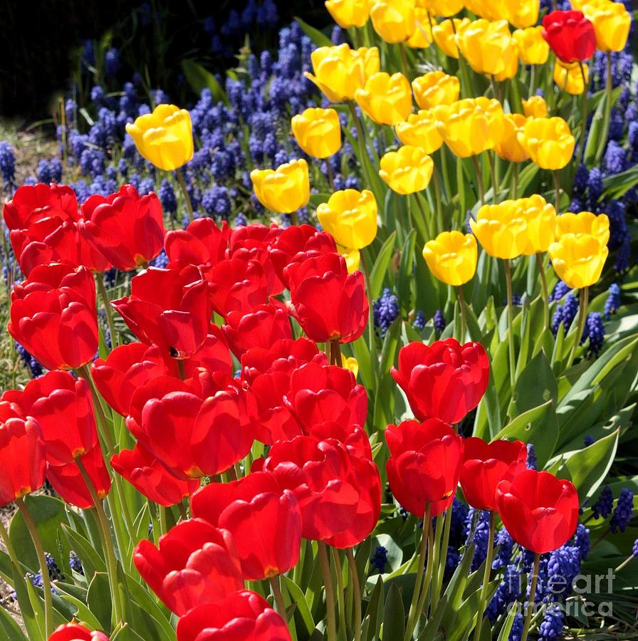 Primary Colors Photograph - Spring Sunshine by Carol Groenen