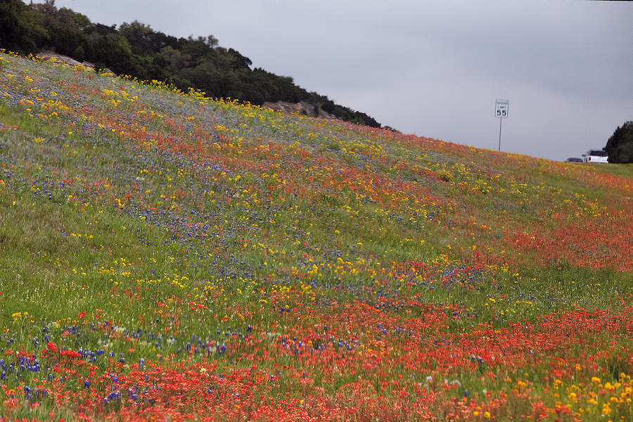 Spring Texas Highway Wildflowers Photograph by Linda Phelps