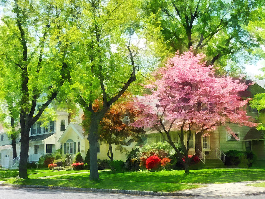 Spring Photograph - Spring - The Trees Are Flowering On My Street by Susan Savad